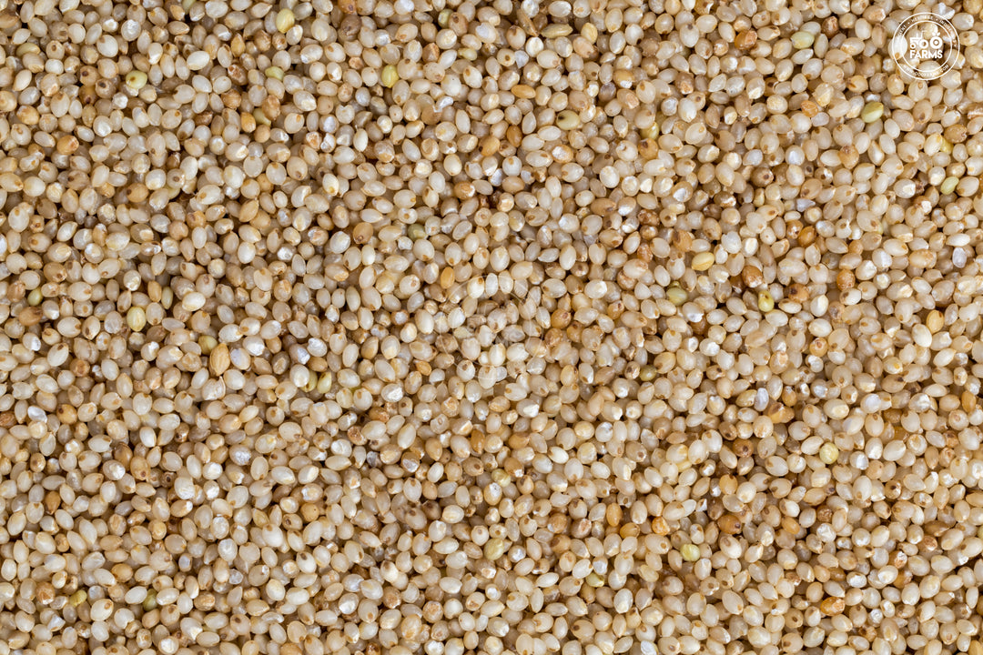 Barnyard Millet | Iron-Rich & Antioxidant