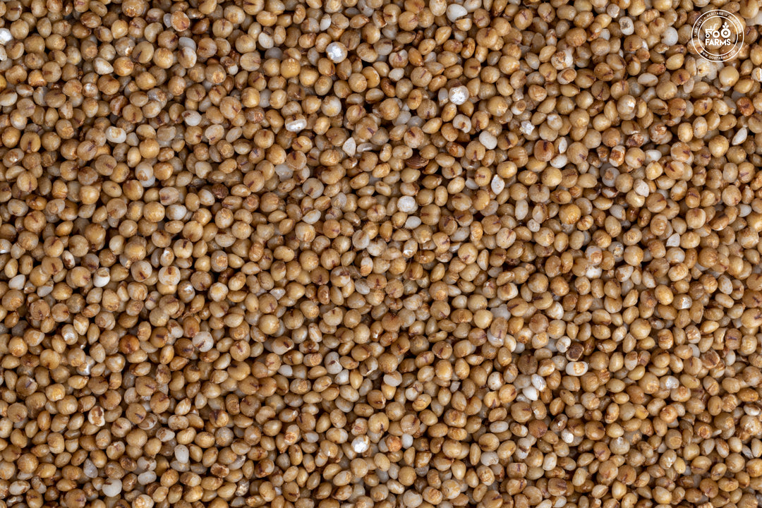 Kodo Millet | High in Protein